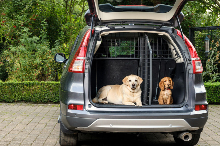 K&oslash;r sikkert med din hund i bilen